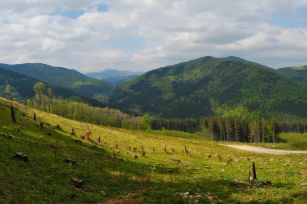 Cosa fa un tecnico forestale?